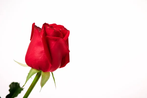 Único rosa vermelha bonita no branco — Fotografia de Stock