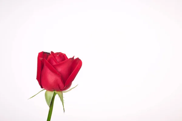 Único rosa vermelha bonita no branco — Fotografia de Stock