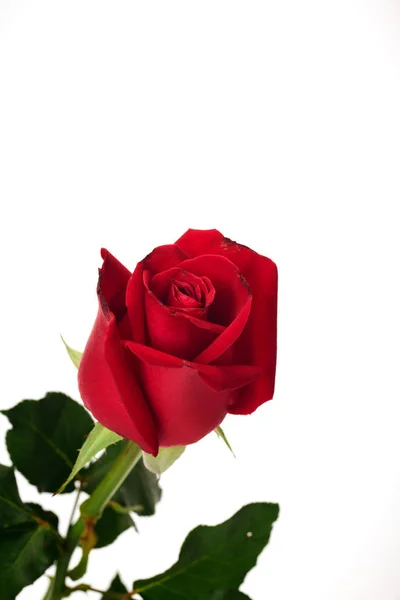 Single beautiful red rose on white Royalty Free Stock Photos