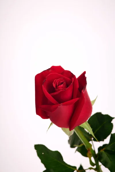 Single beautiful red rose on white Royalty Free Stock Images