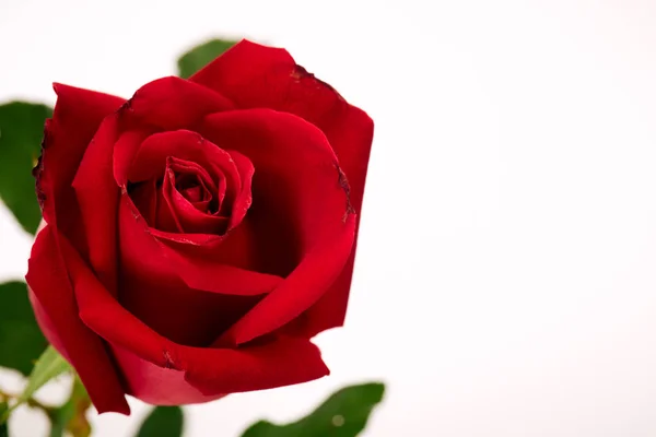 Einzelne schöne rote Rose auf weiß Stockbild