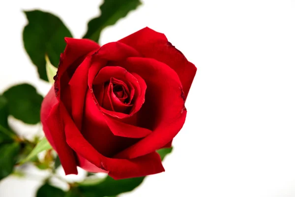 Single beautiful red rose on white Stock Photo
