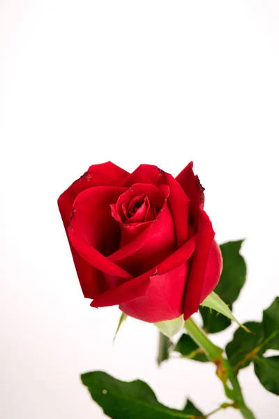 Single beautiful red rose on white Royalty Free Stock Images