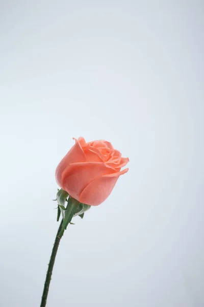 Zbliżenie rozmyte różowe róże na białym — Zdjęcie stockowe