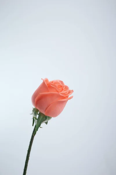 Close up of blurry pink rose on white — стоковое фото