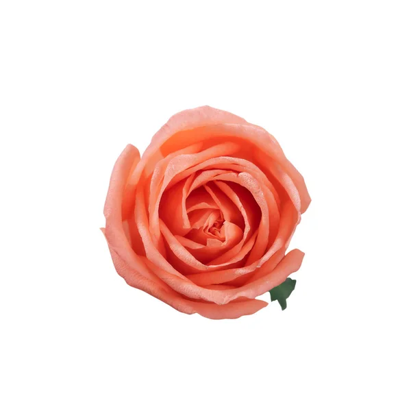 Nahaufnahme einer verschwommenen rosa Rose auf Weiß — Stockfoto