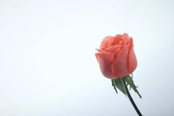 Gros plan de rose flou sur blanc — Photo