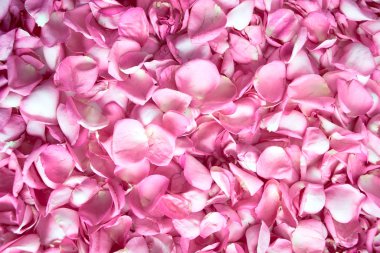 Pembe gül yaprakları üst görünüm
