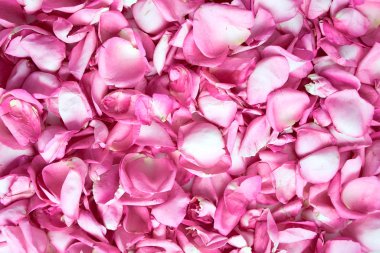 Pembe gül yaprakları üst görünüm