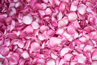 Pembe gül yaprakları üst görünüm