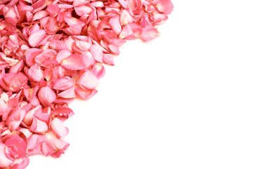 beyaz zemin üzerine pembe gül yaprakları