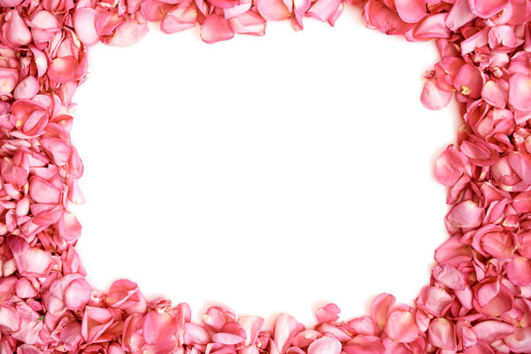 Лепестки розовых роз на белом фоне
