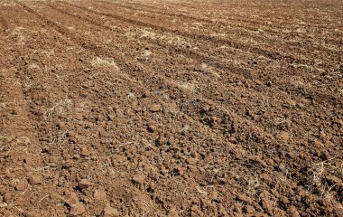 Tayland 'da şeker kamışı tarlaları