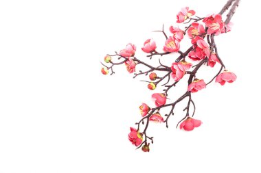 Parlak pembe kiraz çiçekleri