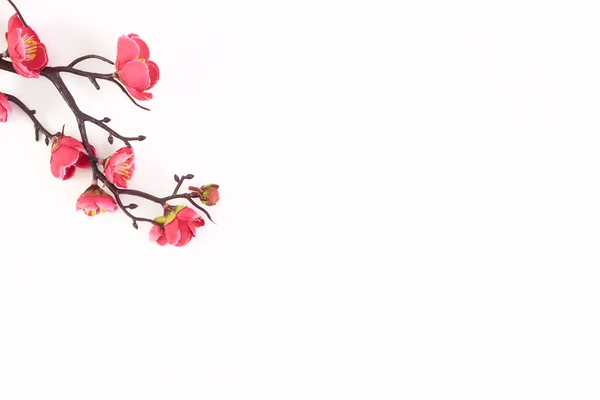 밝은 분홍색 꽃피는 벚꽃 — 스톡 사진