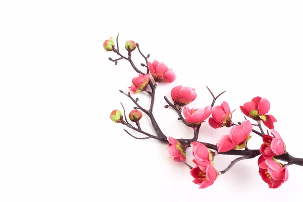 Blühende Kirsche mit leuchtendem Rosa — Stockfoto