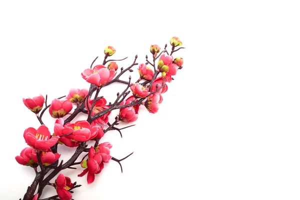 开花结果的樱桃的人造枝条 有明亮的粉红色花朵 在白色的背景上隔离 复制文字的空间 — 图库照片
