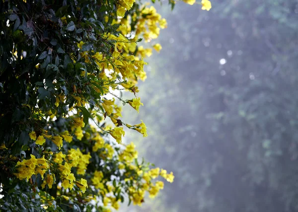 Blüten des gelben Trompetenstrauches, Tecoma stans — Stockfoto