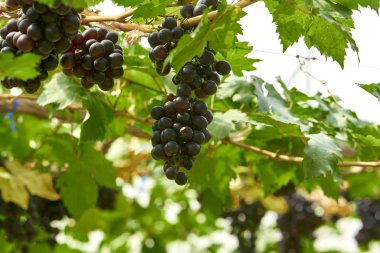 Gün batımında doğa arkaplan üzüm bağları