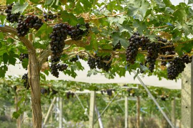 Gün batımında doğa arkaplan üzüm bağları