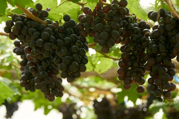 Grape fruit close up sunny light — Stock Photo, Image