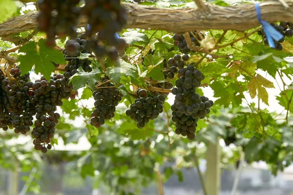 Sfondo naturale Vigneti all'aperto al tramonto — Foto Stock