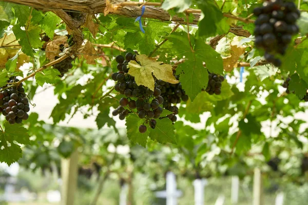 Sfondo naturale Vigneti all'aperto al tramonto — Foto Stock