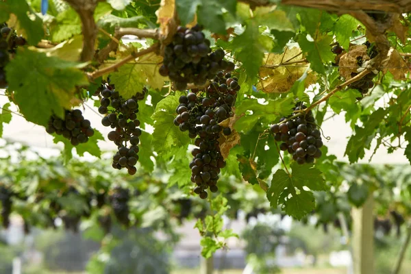 Sfondo naturale Vigneti all'aperto al tramonto — Foto Stock