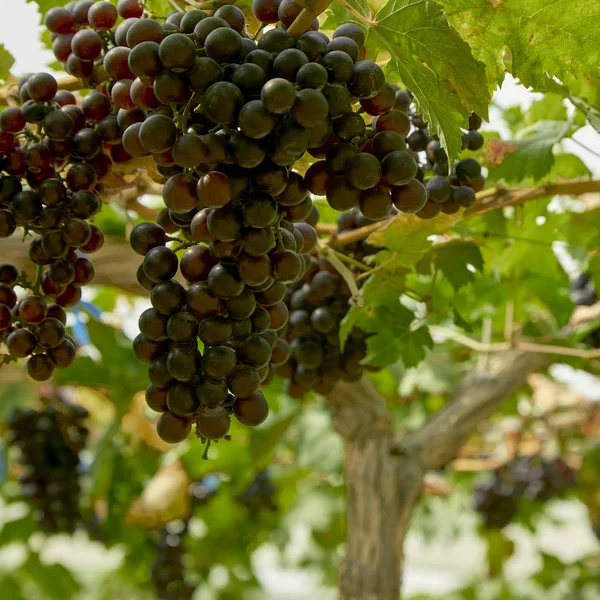 Owoce winogron z bliska słoneczne światło — Zdjęcie stockowe