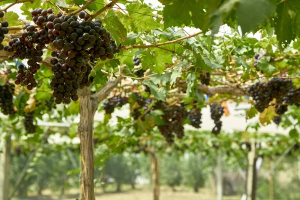 Sfondo naturale Vigneti all'aperto al tramonto — Foto Stock