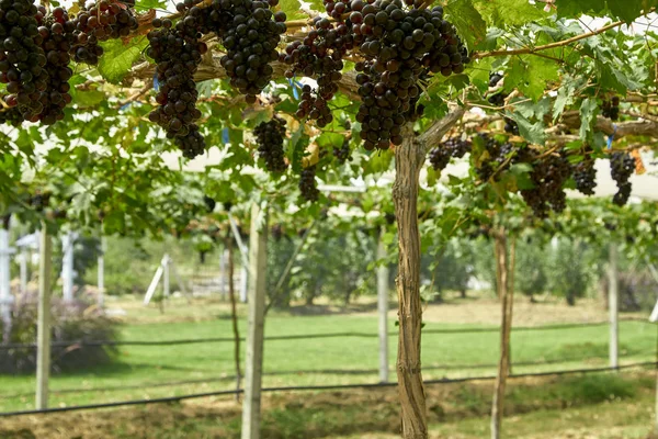 Nature background Outdoor vineyards at sunset — Stock Photo, Image