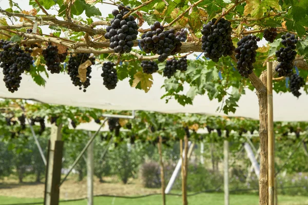 Sfondo naturale Vigneti all'aperto al tramonto — Foto Stock