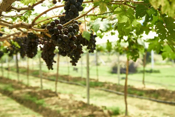 Nature background Outdoor vineyards at sunset — Stock Photo, Image