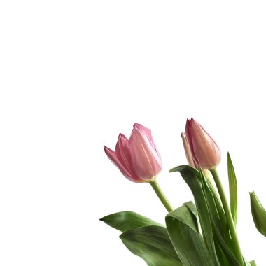 Beyaz arkaplanda izole edilmiş pembe laleler