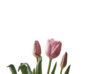 Beyaz arkaplanda izole edilmiş pembe laleler