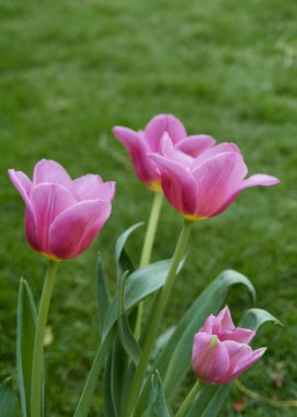 Bahçede pembe laleler