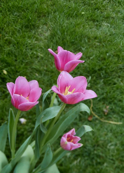 Pink tulips in garden background — Stock Photo, Image