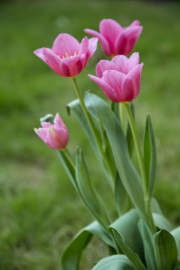 Bahçede pembe laleler