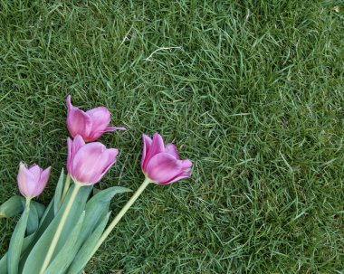 Çimlerin üzerinde pembe laleler