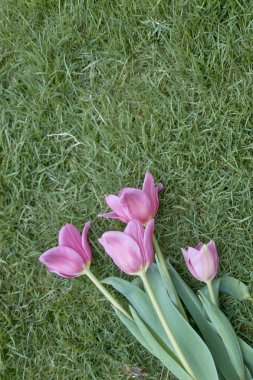 Çimlerin üzerinde pembe laleler
