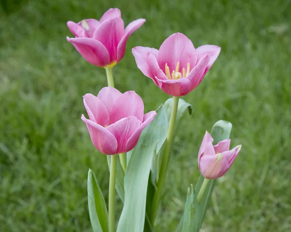 Pink tulips in garden background — Stock Photo, Image