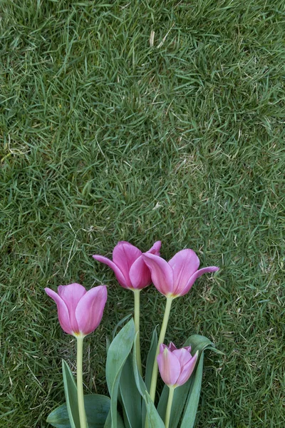 Çimlerin üzerinde pembe laleler