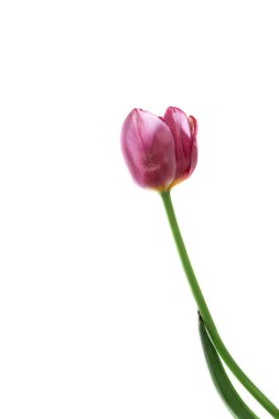 Pembe lale çiçeği beyaz arkaplan,