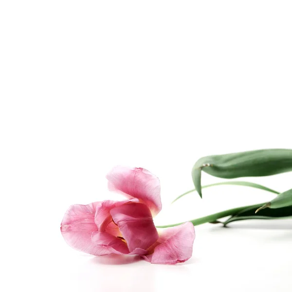 Rosa tulipa flor fundo branco , — Fotografia de Stock