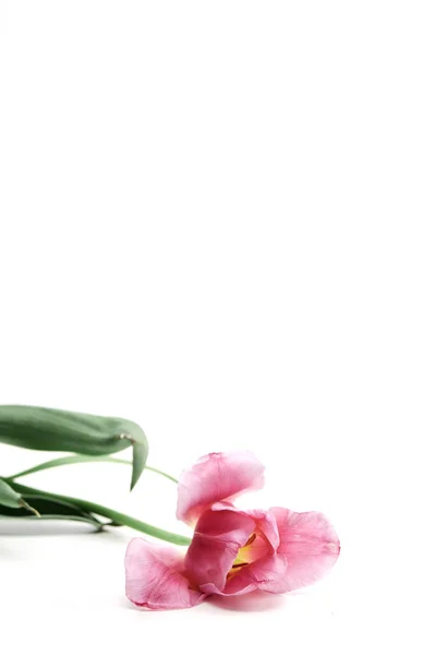 Rosa tulipa flor fundo branco — Fotografia de Stock