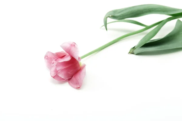 Rosa tulipa flor fundo branco — Fotografia de Stock