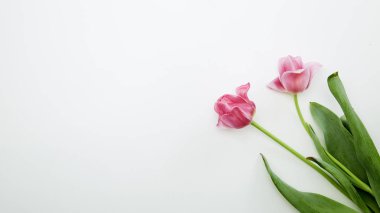 Beyaz arka planda pembe lale çiçekleri