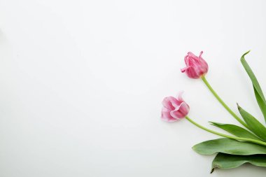 Beyaz arka planda pembe lale çiçekleri