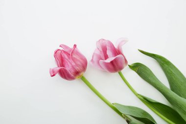 Beyaz arka planda pembe lale çiçekleri