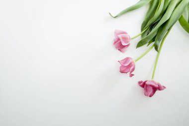 Beyaz arka planda pembe lale çiçekleri